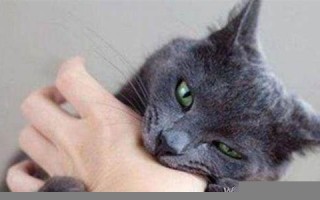 梦见猫咬我(女人梦见猫咬自己是什么预兆) 梦见猫咬我(女人梦见猫咬自己是什么预兆)