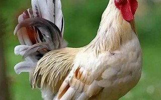 属鸡人2021年运势运程每月运程(属鸡人2021年运势运程每月运程卜易居)