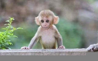 属猴2020年运势及运程(1980年属猴2025年运势及运程)