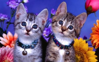 12月6(12月6日的上升星座是什么) 12月6(12月6日的上升星座是什么)