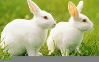 属兔人2022年全年运势运程(属兔人2022年全年运势运程详解)