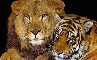 梦见老虎狮子(梦见老虎狮子追赶逃脱是什么预兆) 梦见老虎狮子(梦见老虎狮子追赶逃脱是什么预兆)