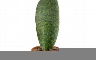 11.23(11.23是什么星座) 11.23(11.23是什么星座)