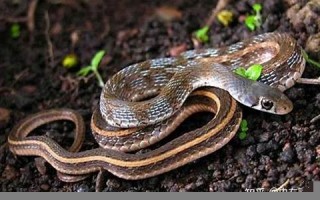 梦见蛇好不好(属蛇的梦见蛇好不好) 梦见蛇好不好(属蛇的梦见蛇好不好)