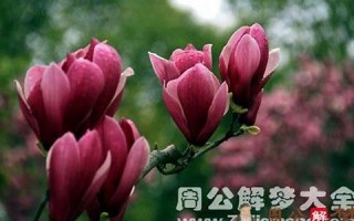 梦见各种花(梦见各种花开了是什么意思)