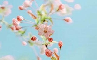 11月18日是什么星座(阴历11月22日星座是什么)