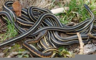 梦见一群蛇(梦见一群蛇是什么预兆 女性)