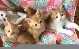 周公解梦 梦见猫(周公解梦梦见猫拉屎) 周公解梦 梦见猫(周公解梦梦见猫拉屎)