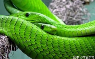 做梦梦到蛇是什么征兆(做梦梦到好多蛇是什么征兆) 做梦梦到蛇是什么征兆(做梦梦到好多蛇是什么征兆)