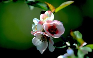 梦见扫墓(梦见扫墓祭拜祖先的预兆) 梦见扫墓(梦见扫墓祭拜祖先的预兆)