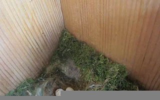 2021年4月1日(2021年4月1日生辰八字)