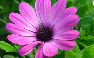 8月2号(8月2号用英语怎么说) 8月2号(8月2号用英语怎么说)