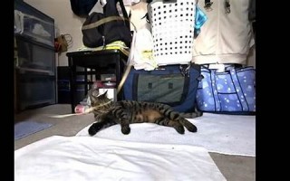 8月4日(8月4日是什么座星座)