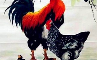 2022年属鸡人的全年运势(2022年属鸡人运势及运程)