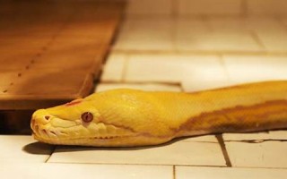 梦到蛇是什么寓意(男朋友梦到蛇是什么寓意)