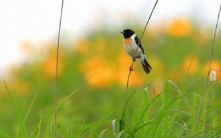 2017年1月25日(2017年1月25日英文翻译)