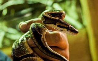 女人梦见蛇预示着什么(怀孕的女人梦见蛇预示着什么) 女人梦见蛇预示着什么(怀孕的女人梦见蛇预示着什么)